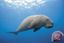 DUGONG